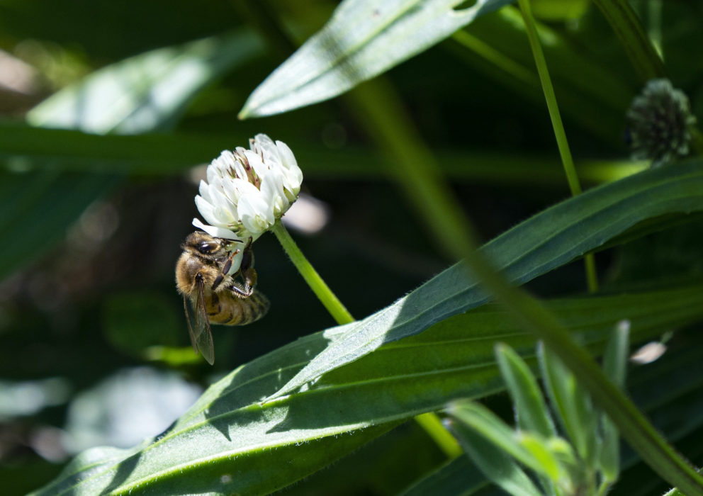Forskarna hoppas att spårning av dna från insekter i luften ska kunna användas vid storskalig inventering av insekter.