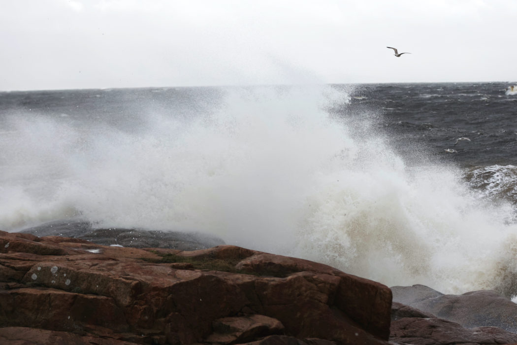 Vågor som bryts på havsytan bidrar till att giftiga PFAS-ämnen återvänder från havet till land, visar en svensk studie.