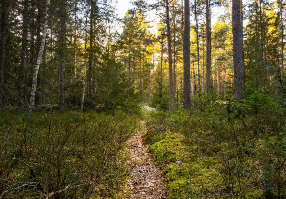 Bild från Hedlandet, vid vandringsleden där Sveaskog planerar att avverka.