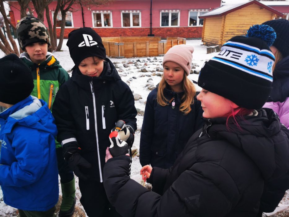 Elever på Persöskolan i Luleå kommun bekantar sig med hackspettar i trä.