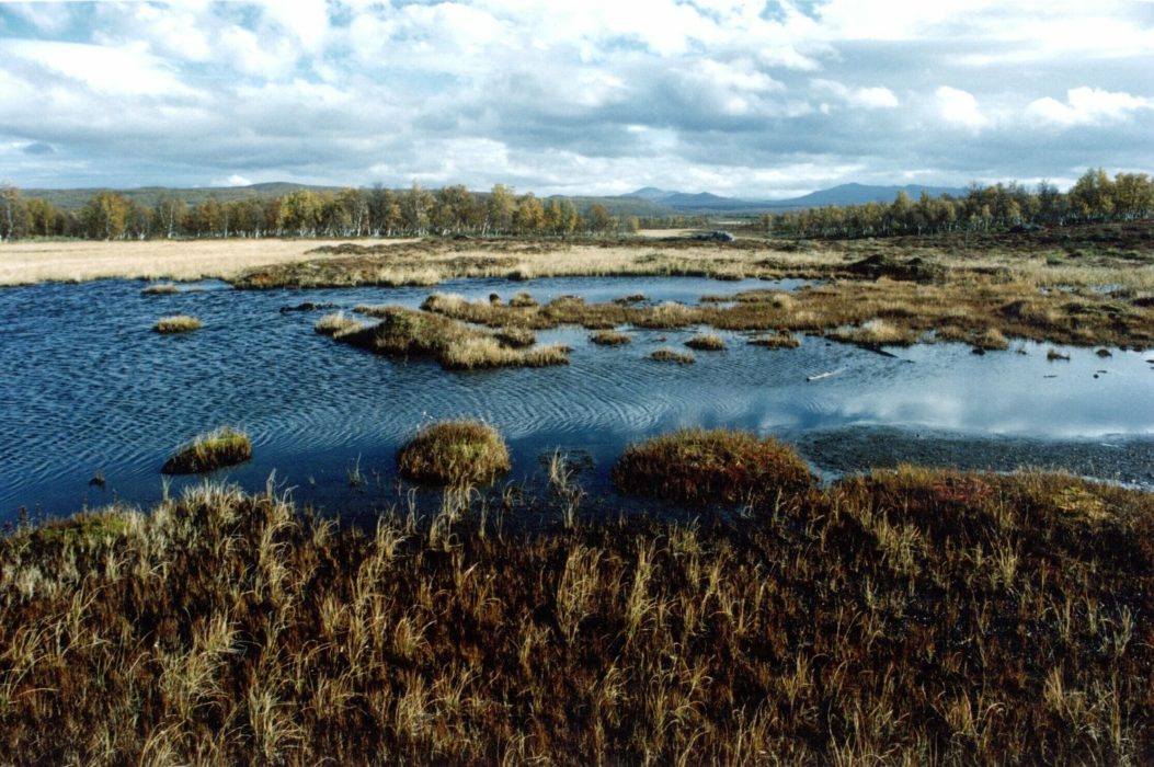 Myrmark i Jämtland.