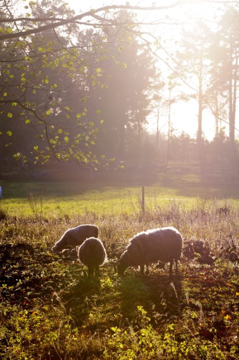 Naturbetesmark är en miljö som är viktig för biologisk mångfald.