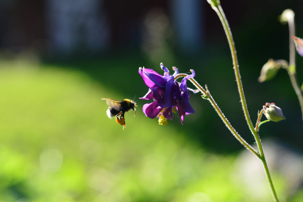 Föreläsning om Naturskyddsföreningens nya projekt – Världens längsta blomsteräng kan man ta del av på nätet den 23/2.