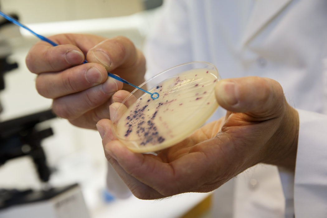 Antibiotikaresistenta bakterier i ett laboratorium.