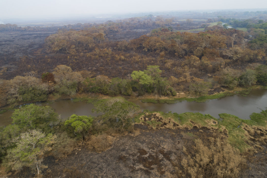 Våtmarken Pantanal i Brasilien är en av världens stora tropiska våtmarker.