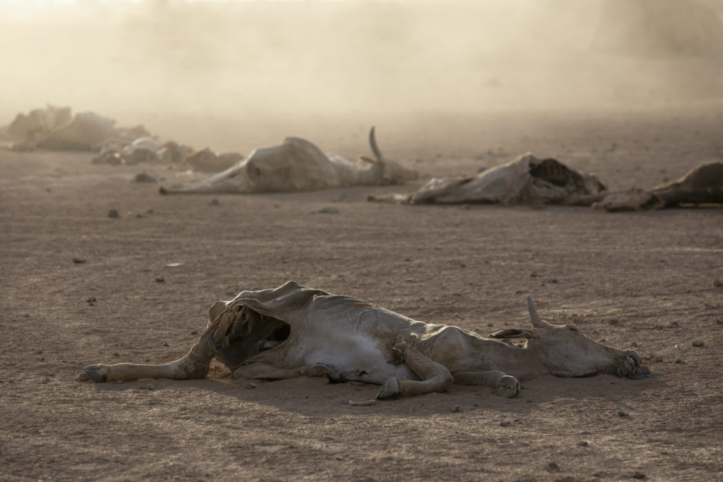 Bild på boskap som dött i etiopiska Somali-regionen den 21 januari.