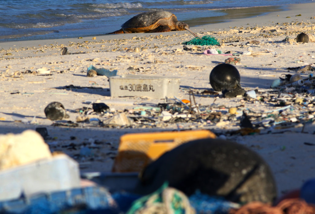 En sköldpadda vilar på en nedskräpad strand på Hawaii.