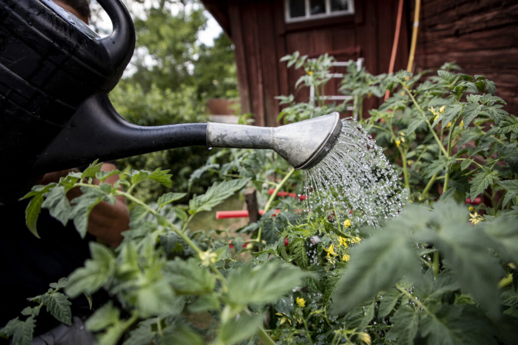 Grunden till sommarens odling kan finnas i ditt köksskåp.