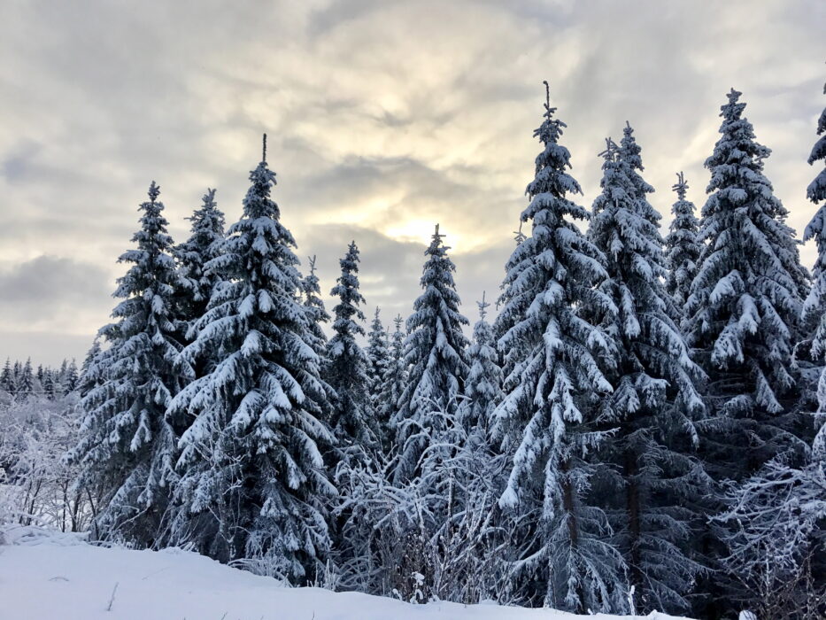 Både före och efter den senaste istiden har granen varit ett vanligt inslag i den svenska naturen.