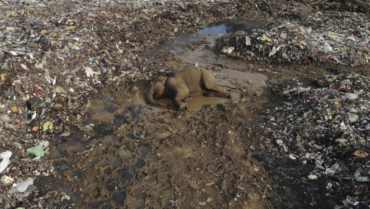 Sri Lanka: flertalet elefanter har dött genom åren efter att ha fått i sig för mycket plast.