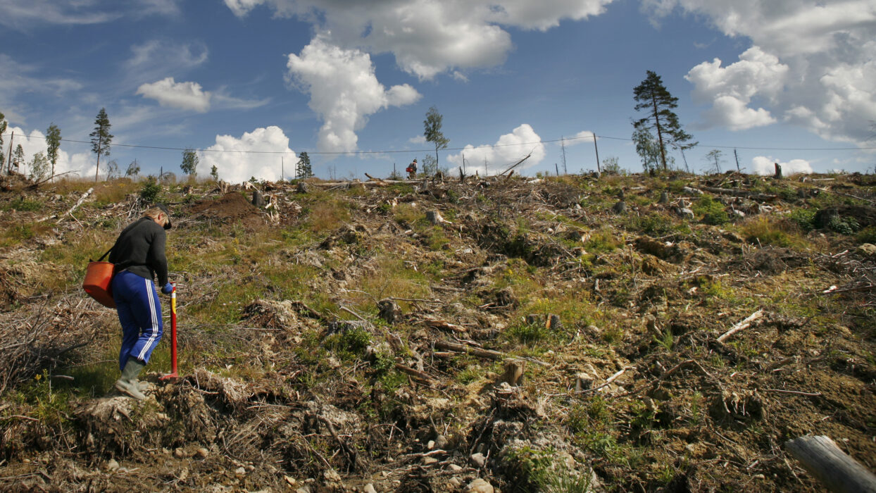 Skogsplanteringar runt om i landet ska inventeras med syfte att förstå varför så hög andel av nysatta plantor dör.