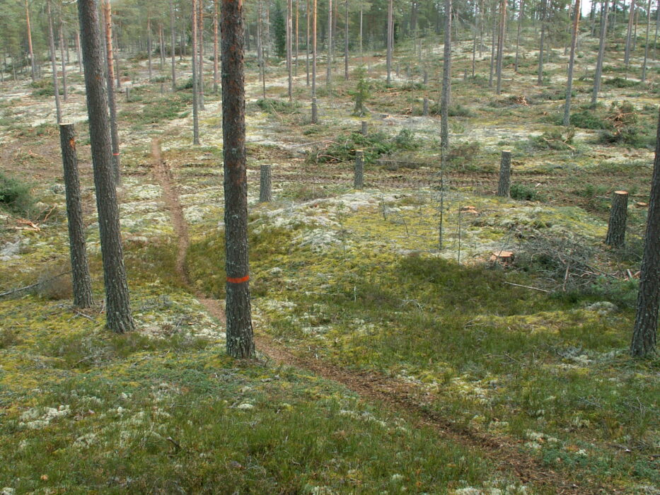 Så här, som en rund upphöjning, kan en gammal kolbotten se ut i skogen.