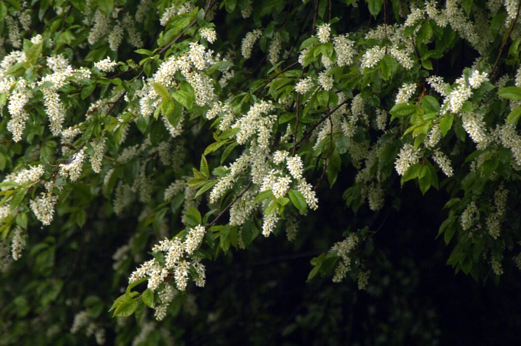 Häggblomningen är sen i år, visar Vårkollen.