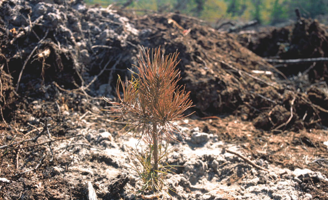 Gammalt träd ersätts av ung planta.