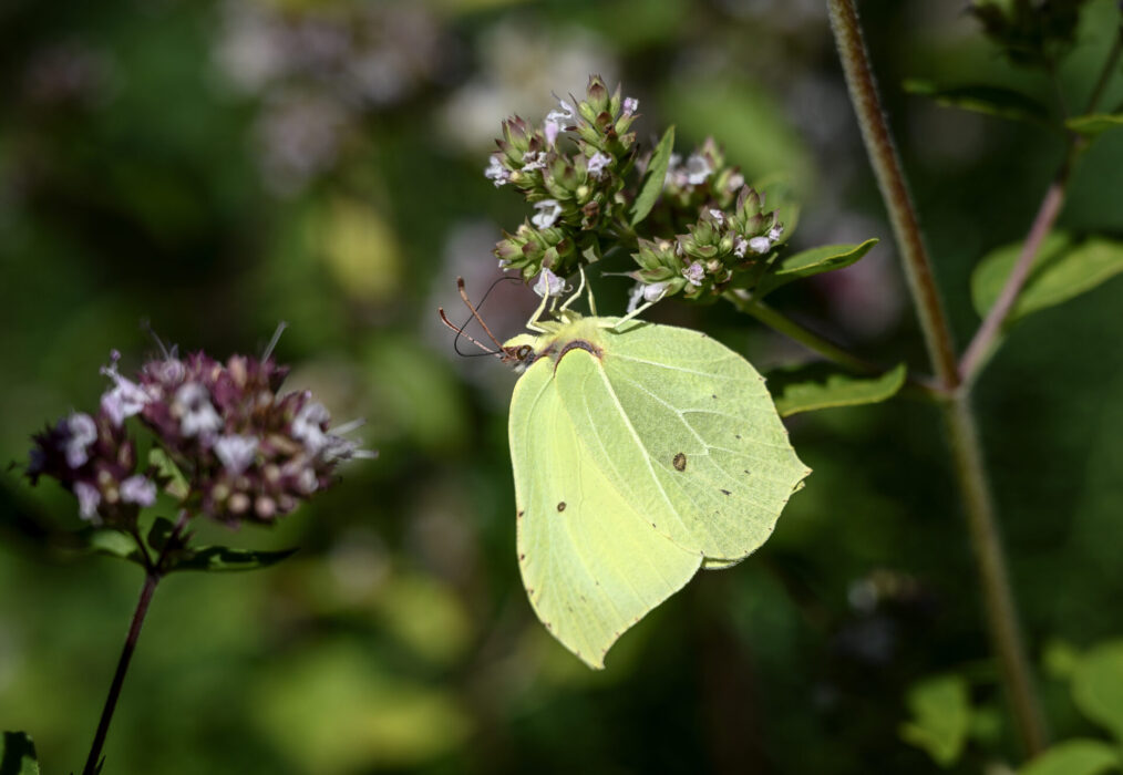 Citronfjäril.