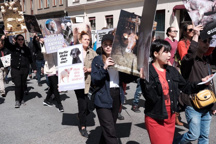 Tidigare i år deltog Martin Ahlquist i Djurrättsmarschen i Stockholm, annars är hans sätt att värna om djuren främst genom att skriva musik.