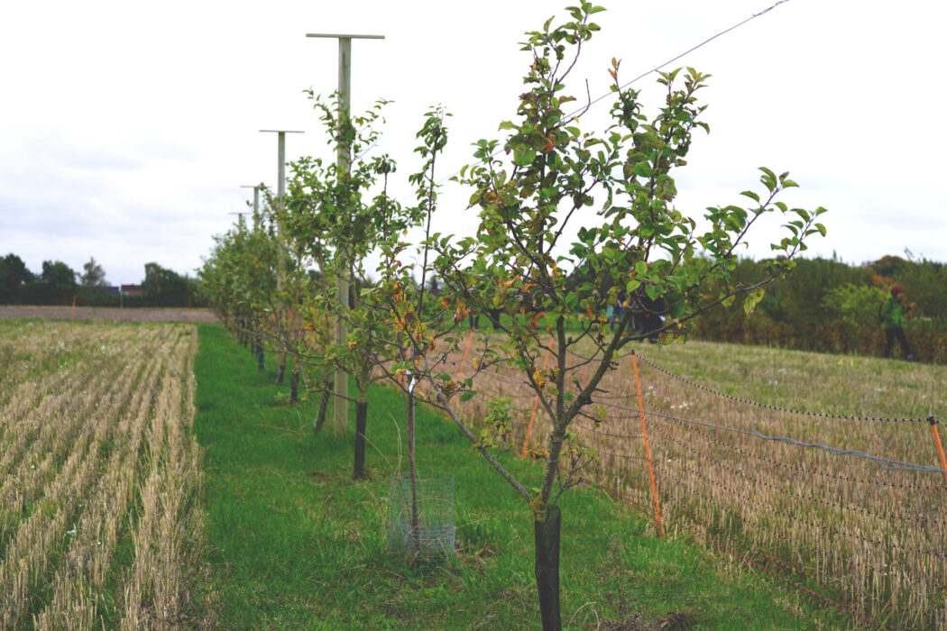 Agroforestry är ett samlingsnamn för matproducerande odlingssystem där träd och buskar kombineras med växt- eller djurproduktion.