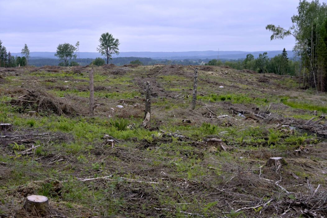 Kalhyggesbruk är det helt dominerande skogsbruket i Sverige i dag.