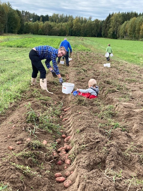 En av gemensamhetsodlingar av potatis som föreningen Värnland visar världen vägen arbetar med.