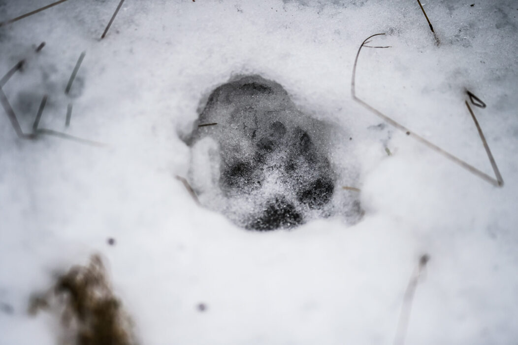Ett misstänkt vargspår i snön.