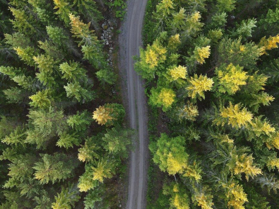 En skog som används till många olika saker är vägen framåt för de som kallar sig mångbrukare.