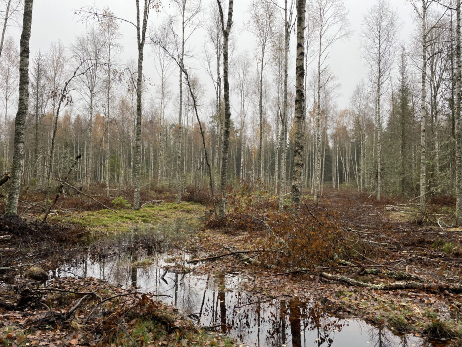 Återvätningsområde utanför Nässjö i Småland.