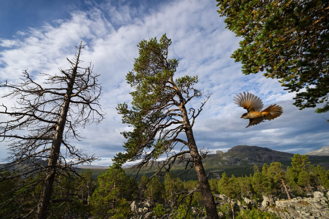 Lavskrika vid Stora Sjöfallet nationalpark i Norrbotten, ett av de områden som Rewilding Sweden arbetar i.