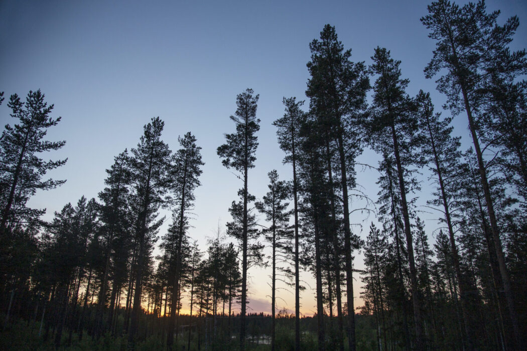 Stora delar av ungskogen i Norrbotten är skadad.
