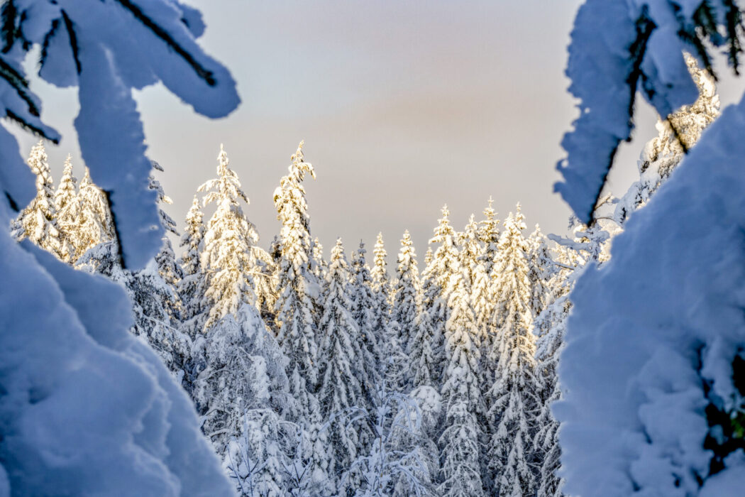 Tät granskog klädd i snö. Skogsstyrelsens ekolog kritiserar kalhyggen för att förstöra ekosystem.
