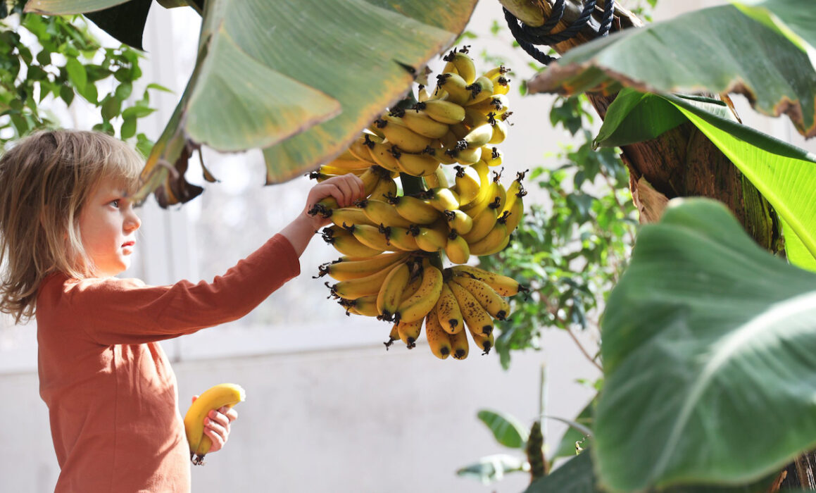 Bananer odlade i Skåne skördas av Ametista, dotter till Johan och Linda Johansson Frodig.