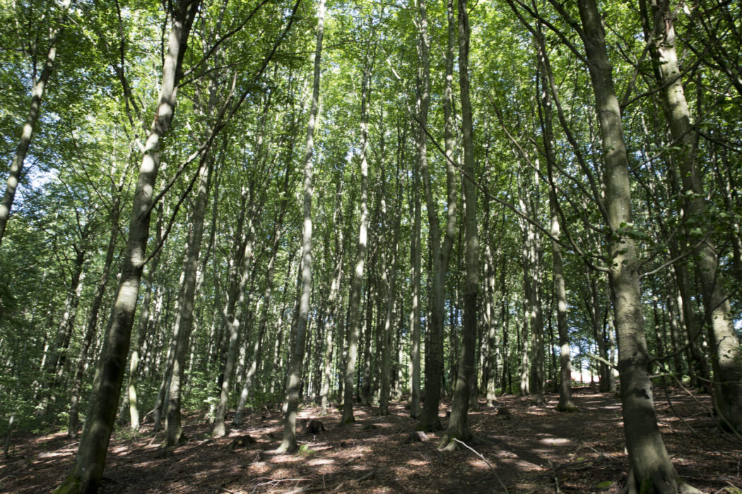 En äldre skog med höga träd är något som uppskattas av många.
