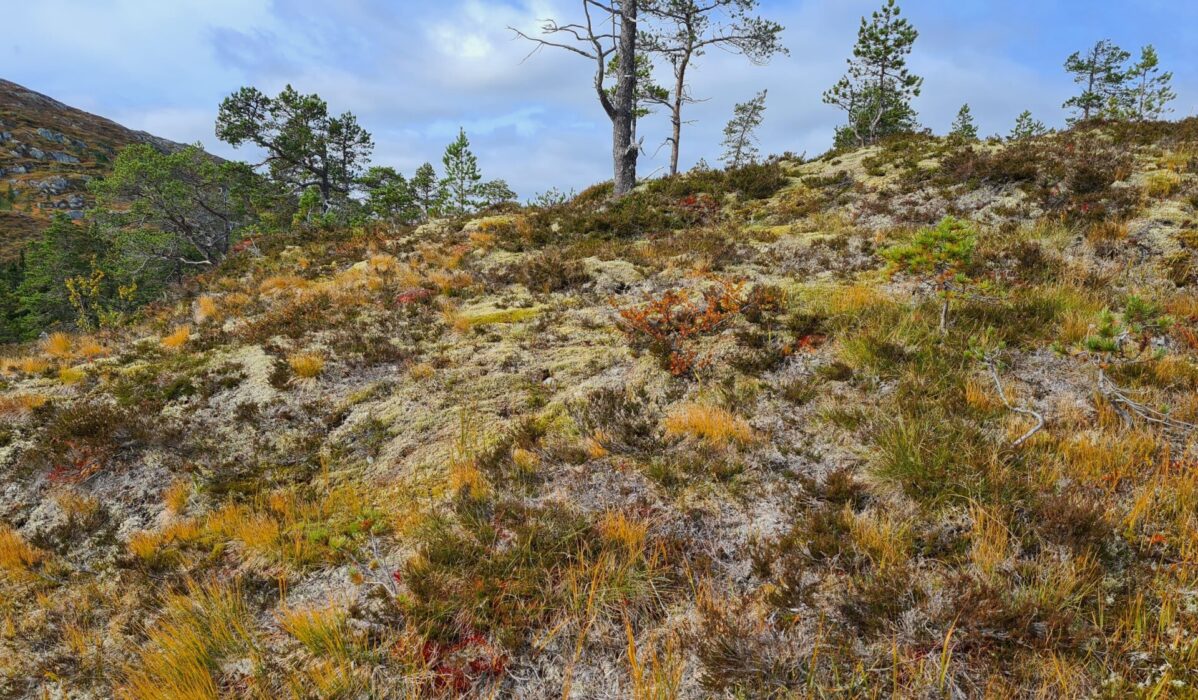 De mattbildande levermossorna växer i jämtländska fjällsluttningar och kuperade myrar.