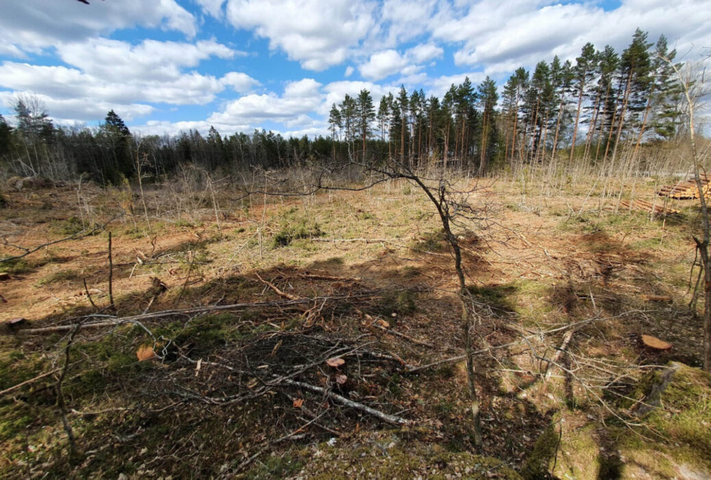 Kalhygge i Nötebro, Högsby kommun.