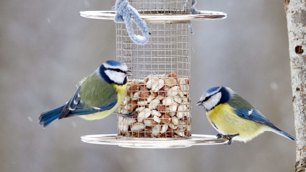 Fåglar som besöker fågelbord utsätts oftare för infektioner.