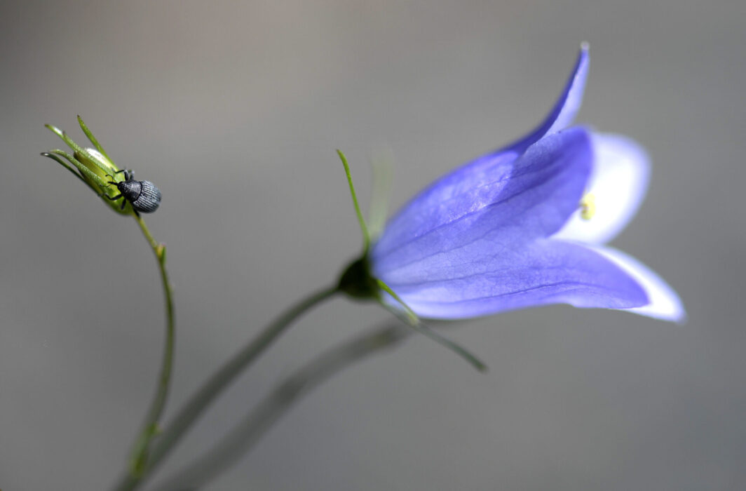 Har du sett den här ännu? På måndag och tisdag ska observationer av en rad försommarblommor hjälpa forskare att hålla koll på klimatförändringar.