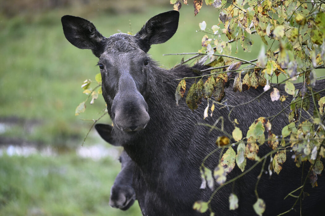 Älgar äter helst en balanserad kost.