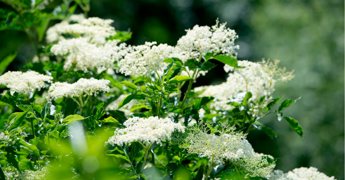 Fläderblommor erbjuder en chans att spara en bit av sommaren.