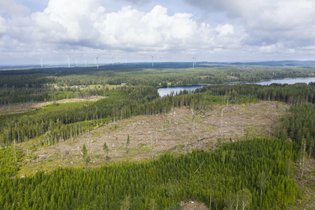 Efter att en skog huggs ner tar det decennier innan den nyplanterade skogen får samma betydelse för vattenhanteringen i området, visar en ny studie.