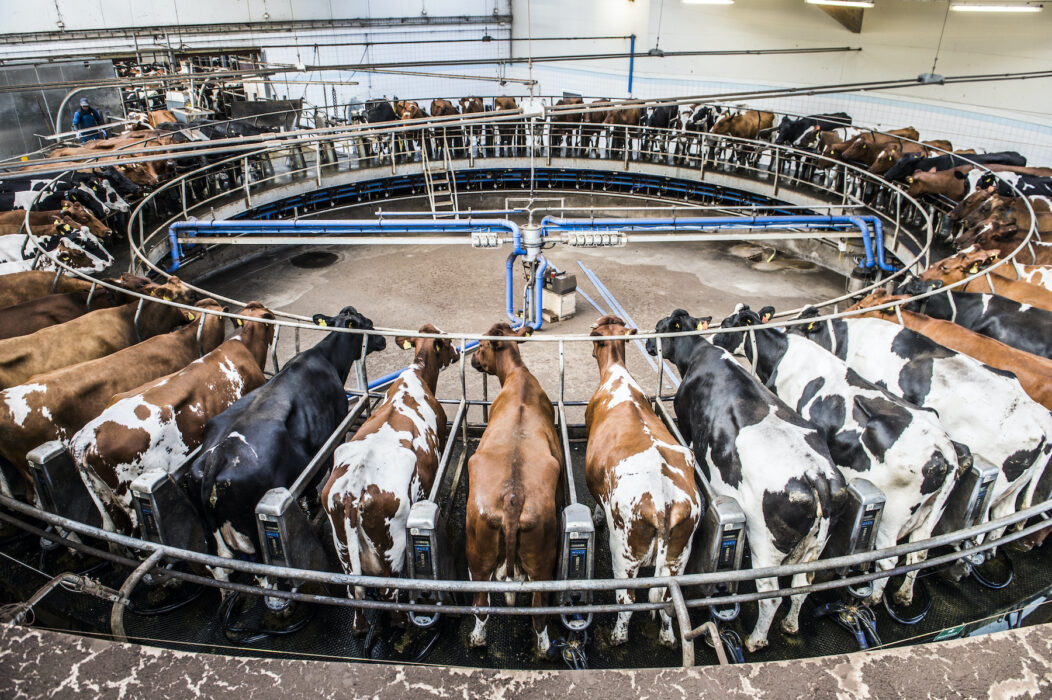 Jordbrukets klimatutsläpp kommer bland annat från idisslande djurs matsmältning.