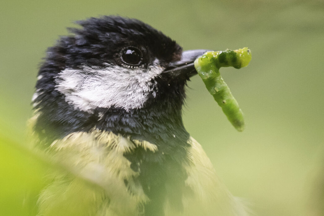 Fjäderdräkten hos urbana talgoxar är blekare hos de som bor på landsbygden enligt en ny studie i  den vetenskapliga tidskriften Journal of Animal Ecology.