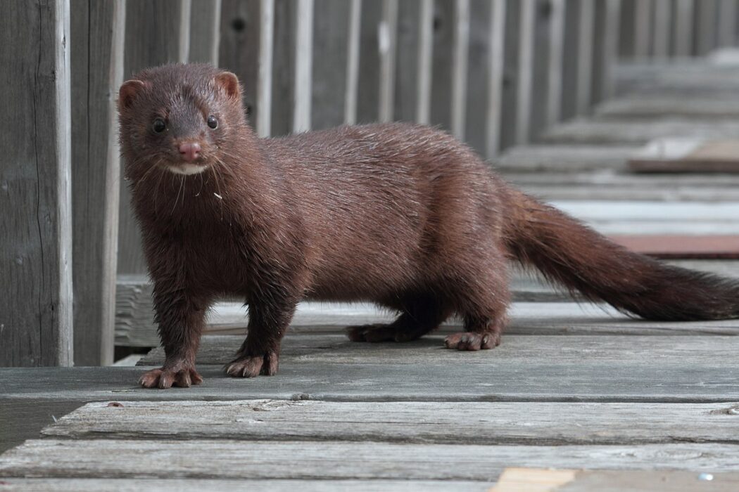 Naturvårdsverket och Havs- och vattenmyndigheten föreslår att en rad invasiva arter, däribland minken, ska omfattas av motsvarande förbud som EU-listade arter redan har.