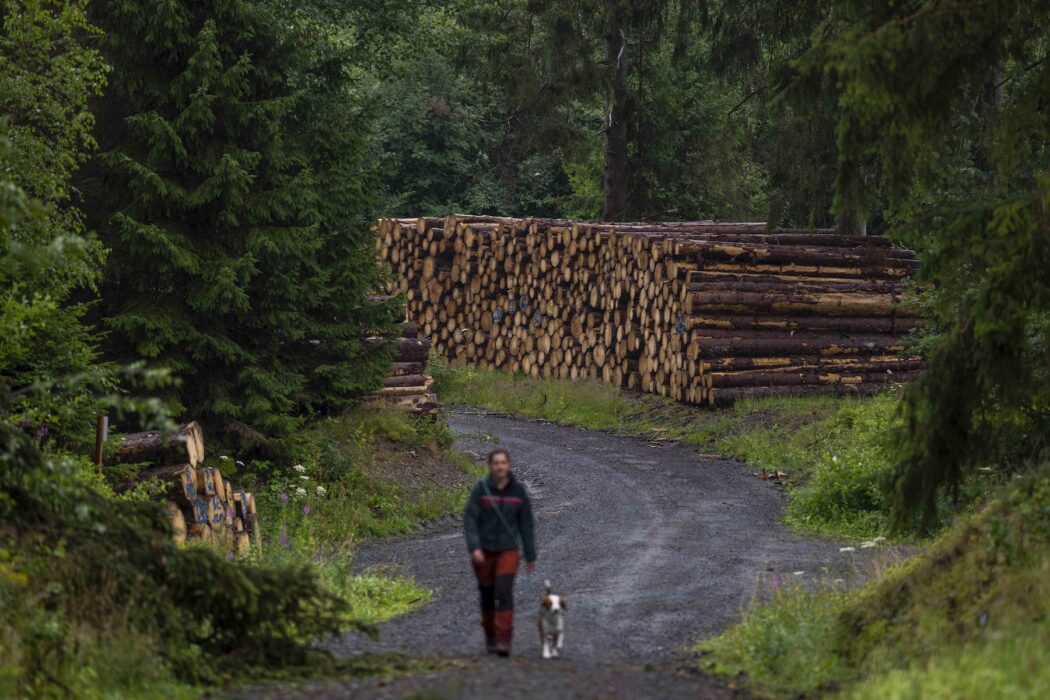 Granar har fällts efter att barkborrar har angripit skog i Clausthal-Zellerfeld.