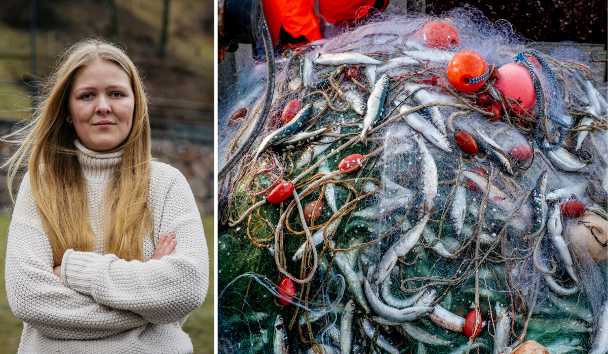 Tidöpartierna ratar EU-kommissionens förslag om åtgärder för att stärka sillens fortlevnad i Östersjön.