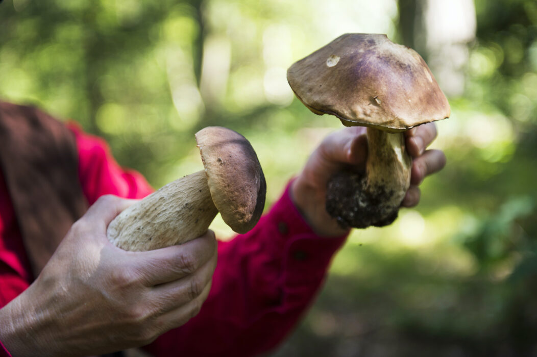 Efter Tjernobylolyckan konstaterades förhöjda halter av cesium i insjöfisk, vilda bär, svamp och vilda djur.