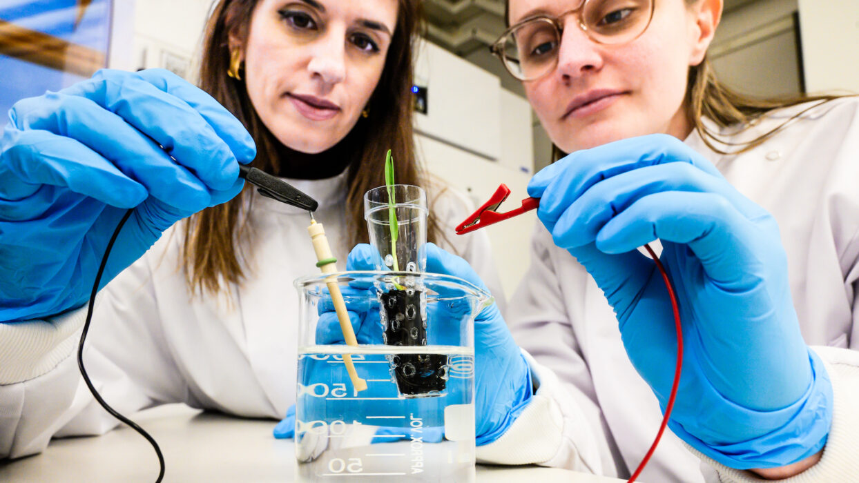 Eleni Stavrinidou, biträdande professor och Alexandra Sandéhn, doktorand vid Laboratoriet för organisk elektronik vid Linköpings universitet har fått korn att växa snabbare med hjälp av elektrisk ström.