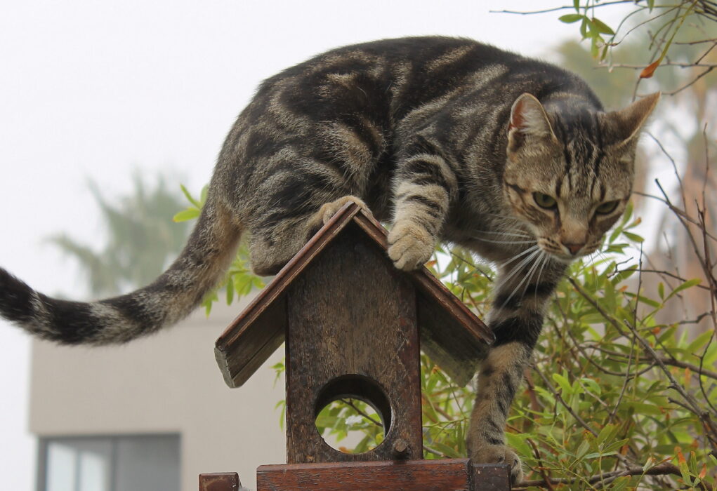 Är katten en massmördare? Foto: Ian Barbour, CC BY-SA 2.