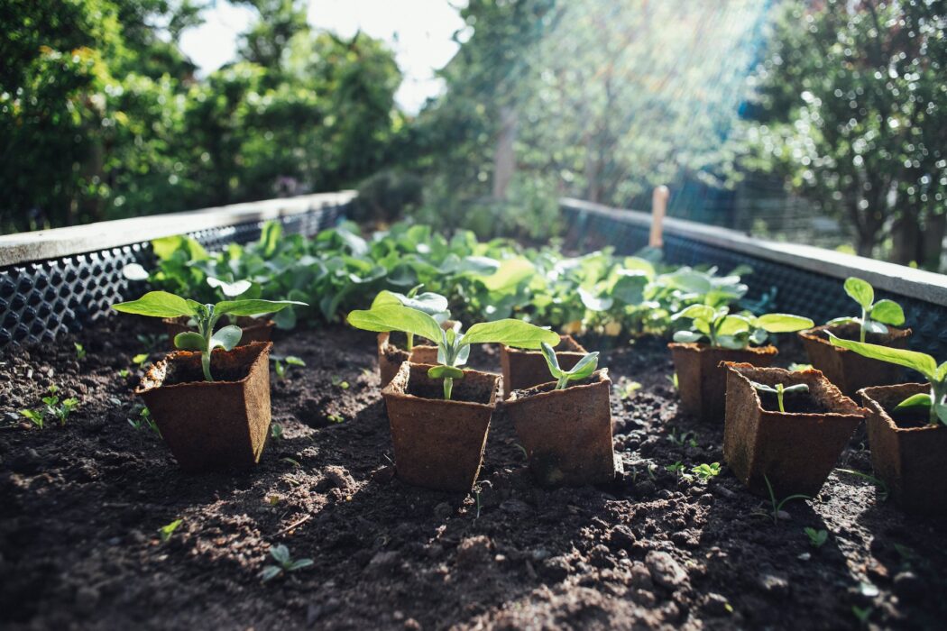 Små förodlingskrukor med plantor i står utställda på friland, solbelysta.