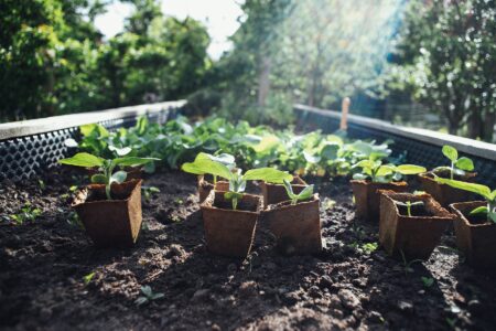 Små förodlingskrukor med plantor i står utställda på friland, solbelysta.