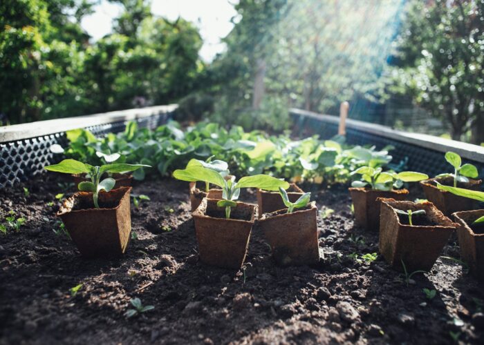 Små förodlingskrukor med plantor i står utställda på friland, solbelysta.