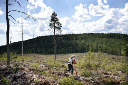 Kvinna planterar skogsplantor.